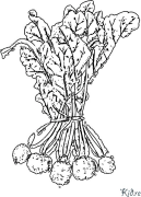 beet ទំព័រពណ៌ដែលអាចបោះពុម្ពបាន។